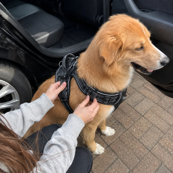 SafeRide review