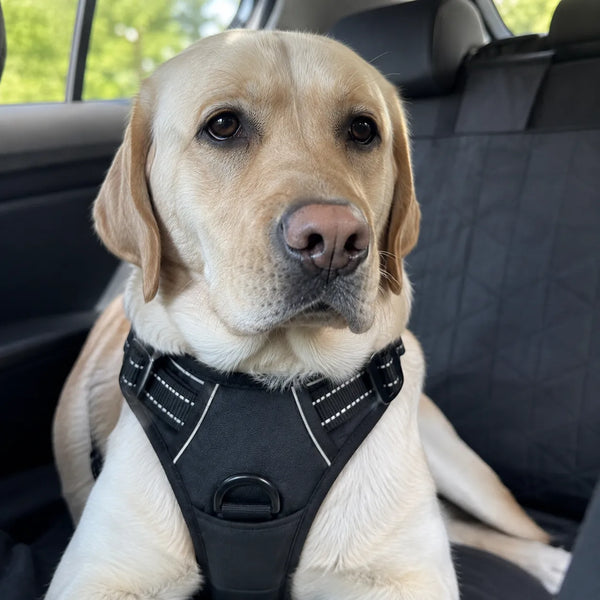 SafeRide review