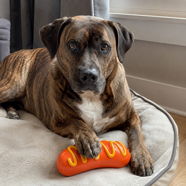 Thomas uit Mechelen