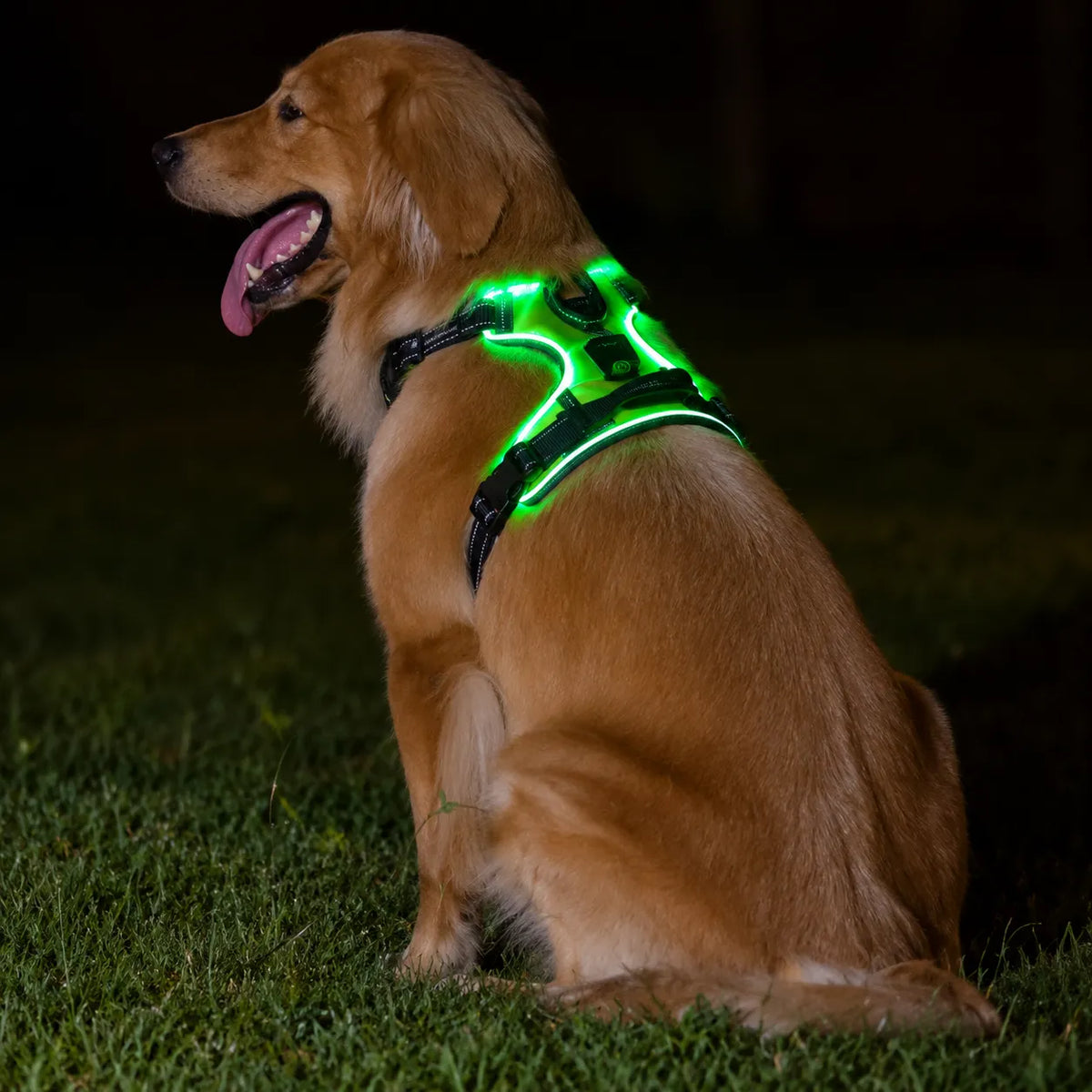 PawCare™ LumiSafe LED Hondenharnas