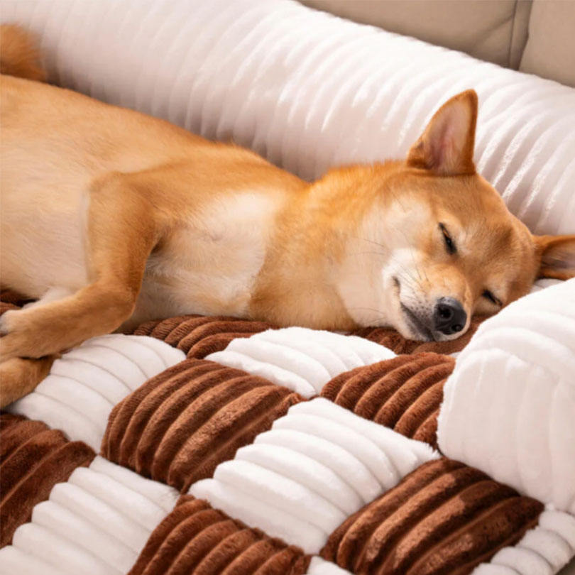 Hond rustend op PawCare SofaNest beschermmat