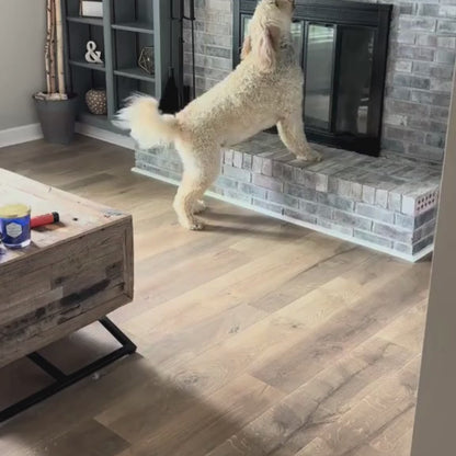 PawCare™ BarkShield™ Anti-Blaf Trainer