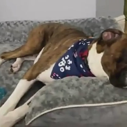 PawCare™ ComfortLuxe Hondenbed